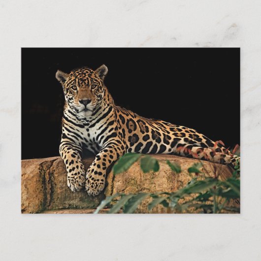Jaguar Postkarte (Vorderseite)