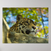 Jaguar Print Poster (Vorne)