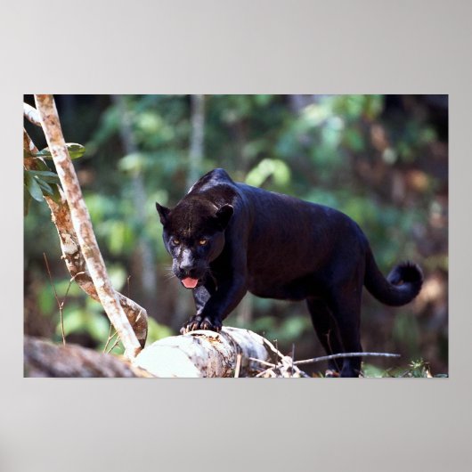 Jaguar, schwarze Phase (Panthera onca) Poster (Vorne)