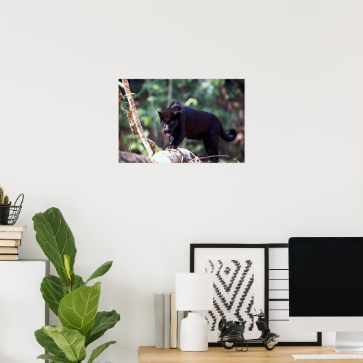 Jaguar, schwarze Phase (Panthera onca) Poster (Heimbüro)