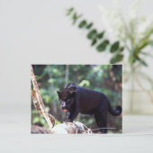 Jaguar, schwarze Phase (Panthera onca) Postkarte (Stehend Vorderseite)