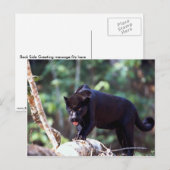 Jaguar, schwarze Phase (Panthera onca) Postkarte (Vorne/Hinten)