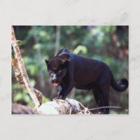 Jaguar, schwarze Phase (Panthera onca)
