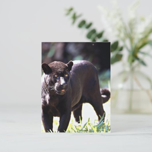 Jaguar, schwarze Phase (Panthera onca) Postkarte (Stehend Vorderseite)