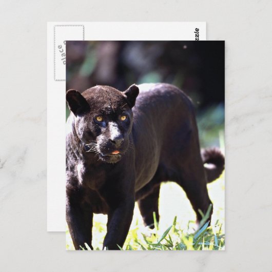 Jaguar, schwarze Phase (Panthera onca) Postkarte (Vorne/Hinten)
