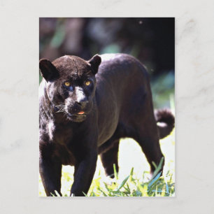Jaguar, schwarze Phase (Panthera onca) Postkarte