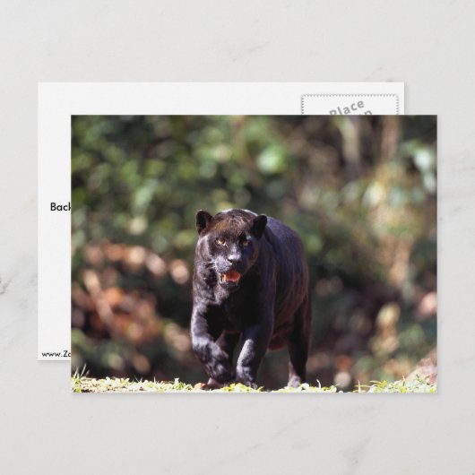 Jaguar, schwarze Phase (Panthera onca) Postkarte (Vorne/Hinten)