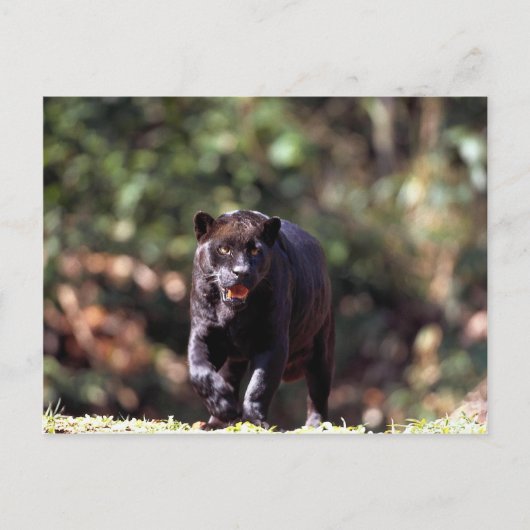 Jaguar, schwarze Phase (Panthera onca) Postkarte (Vorderseite)