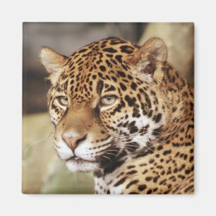 Jaguar Square Magnet