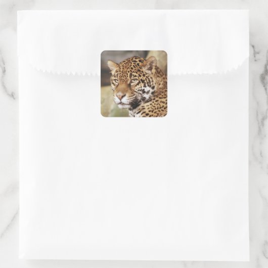 Jaguar Sticker (Tasche)