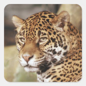 Jaguar Sticker (Vorderseite)