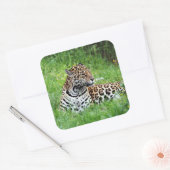 Jaguar Sticker (Umschlag)