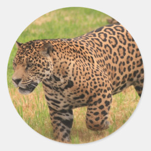Jaguar Stickers