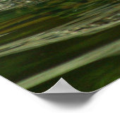 Jaguar Swimming Foto Poster (Ecke)