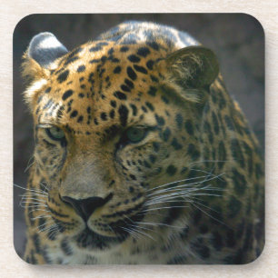 Jaguar Untersetzer