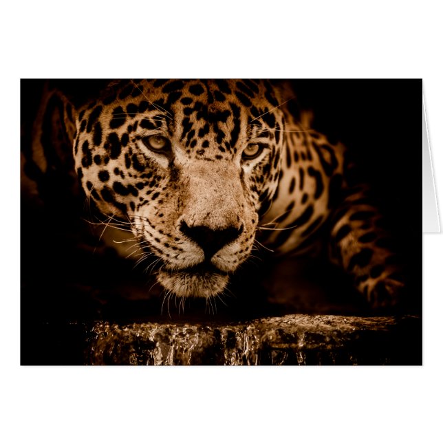 Jaguar-Wasser-Stalingaugen (Vorderseite (Horizontal))