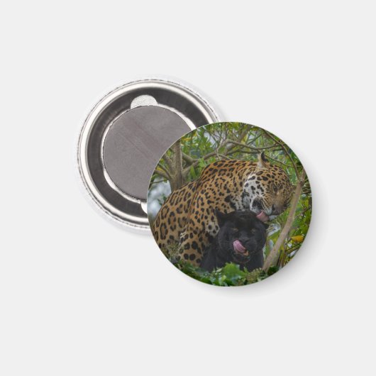 Jaguare in Liebe Magnet (Vorderseite/Rückseite)