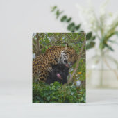 Jaguare in Liebe Postkarte (Stehend Vorderseite)
