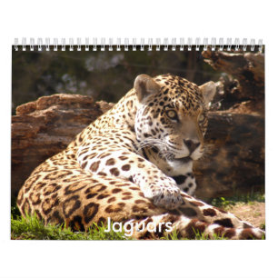 Jaguare tragen, Jaguare ein Kalender
