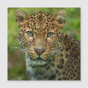 Jaguars Intensität Magnetkarte