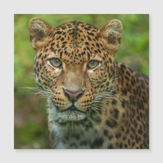Jaguars Intensität Magnetkarte (Vorderseite)