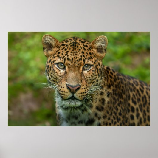 Jaguars Intensität Poster (Vorne)