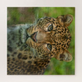 Jaguars Intensität Puzzle (Horizontal)