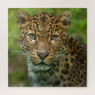 Jaguars Intensität Puzzle