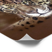 Jaguars Poster (Ecke)