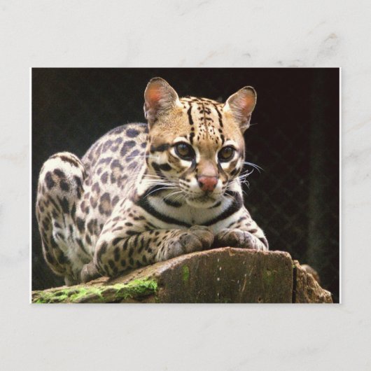 Jaguatirica Postkarte (Vorderseite)