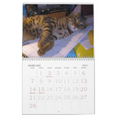 Jahr der bengalischen Katze Kalender (Feb 2027)