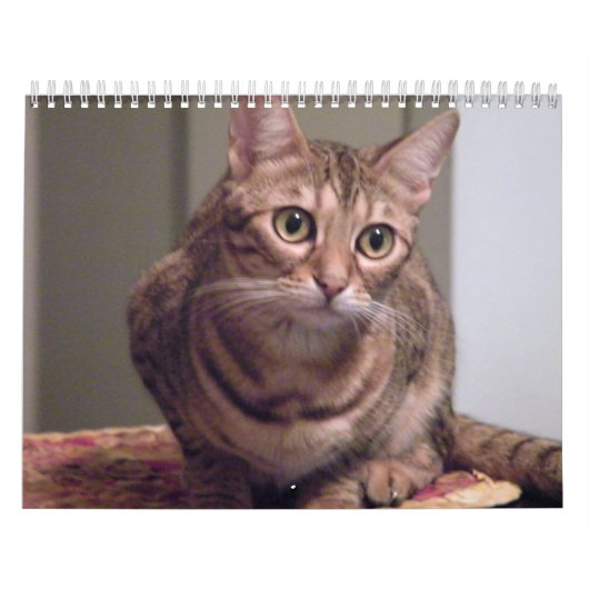 Jahr der bengalischen Katze Kalender (Titelbild)