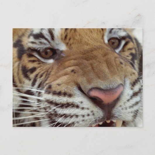 Jahr der Tiger-Postkarte Feiertagspostkarte (Vorderseite)