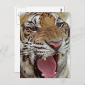 Jahr der Tiger-Postkarte Postkarte (Vorne/Hinten)