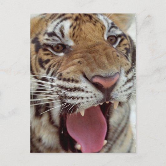Jahr der Tiger-Postkarte Postkarte (Vorderseite)