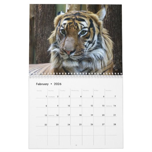 Jahr des Tiger-Kalenders Kalender (Feb 2026)