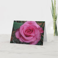 Jahrestag einer Serie von Death Pink Rose1