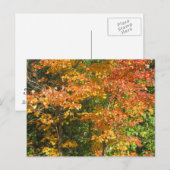 Jahreszeit des Wandels Postkarte (Vorne/Hinten)