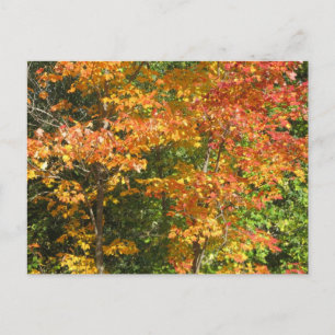 Jahreszeit des Wandels Postkarte