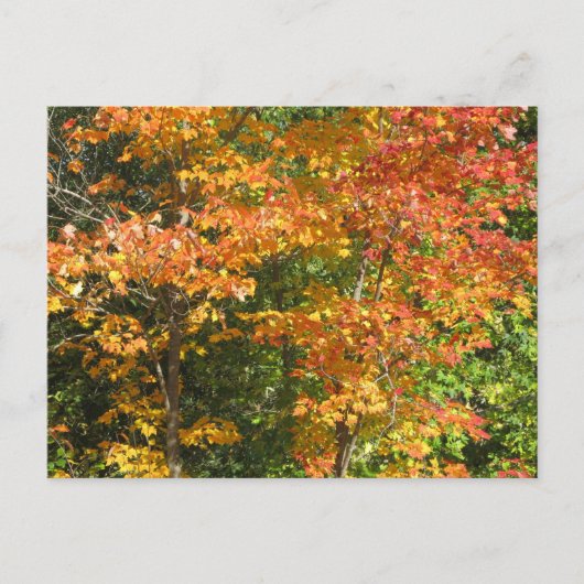 Jahreszeit des Wandels Postkarte (Vorderseite)