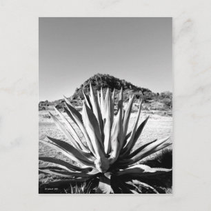 Jahrhundert in Fort Davis Postkarte