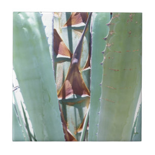 Jahrhundert oder Agave Fliese