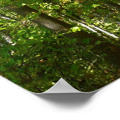 Jahrhundertwaldweg I Ellicott Stadt Natur Poster (Ecke)