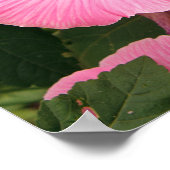 Jährliche Blume der Mittelmeermacchia. Lavatera Poster (Ecke)