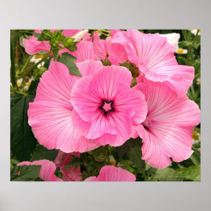 Jährliche Blume der Mittelmeermacchia. Lavatera Poster
