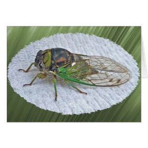 Jährliche Cicada-Koordinationsaufgaben