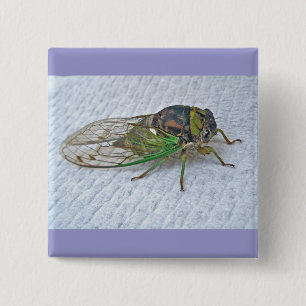 Jährliche Cicada-Koordinationsaufgaben Button