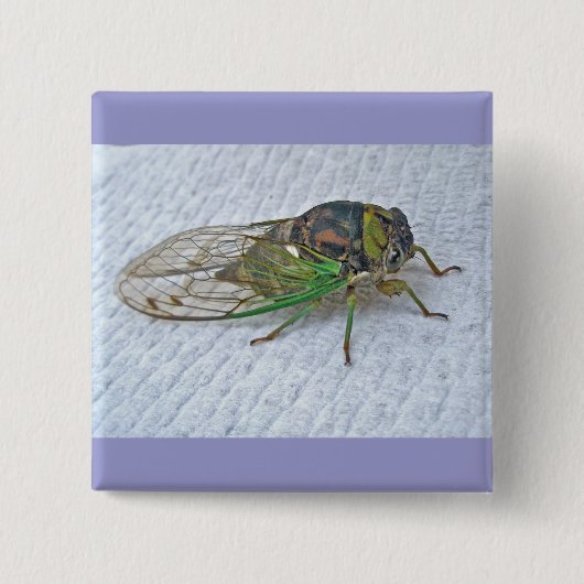 Jährliche Cicada-Koordinationsaufgaben Button (Vorderseite)