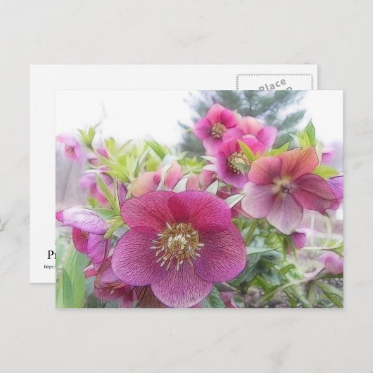 Jährliche Pflanze - Lila Hellebore Postkarte (Vorne/Hinten)