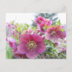 Jährliche Pflanze - Lila Hellebore Postkarte